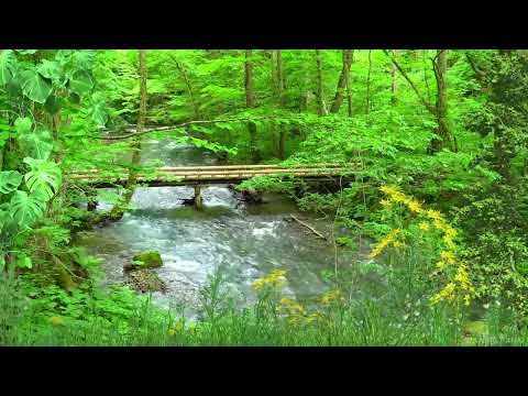 Música para Meditar e Relaxar com Sons de Riacho e Natureza - Acalmar os Pensamentos