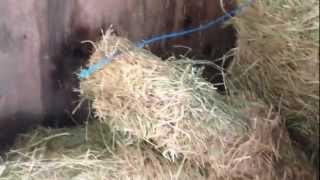 Can a Horse Eat Grass Clippings? Why Tear Apart Your Hay Flakes? Rick Gore Horsemanship
