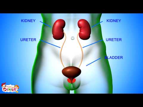 Excretory System Parts and Functions Animation video for kids