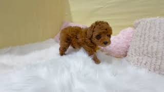 トイプードルの動画01