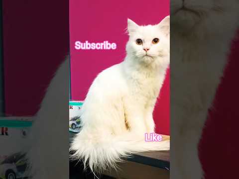 my kutti cats😘😘❤️