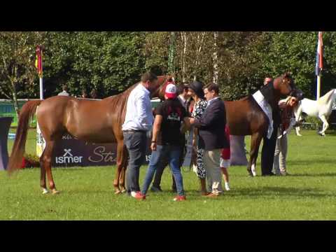 2 nd place N.148 VALENTINO'S ANGEL MI - Ströhen 2017 Int B-Show - Senior Mares Championship