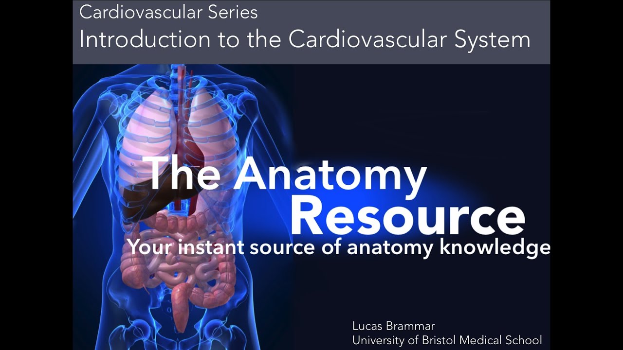 CVS Tutorial 1   Introduction to the Cardiovascular System