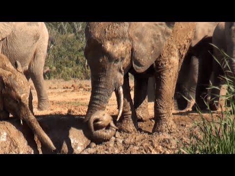 Baby Elephant Saved By Mother