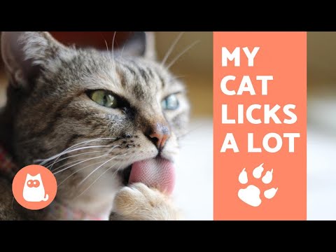 Why Does My Cat LICK So Much? - Reasons