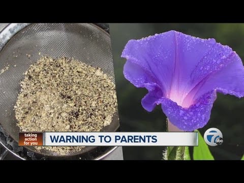 Teens using garden flower to get high