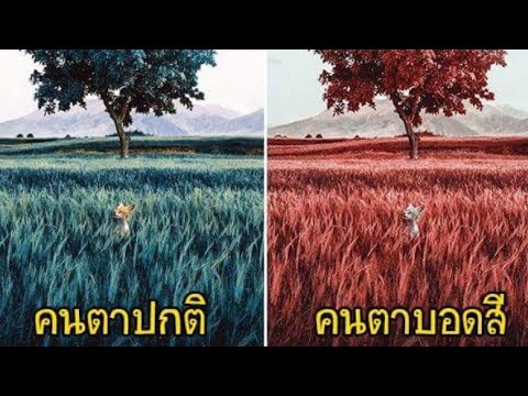 ตัวแทนยากระตุ้นผู้หญิง โรค vinericheskie ส่งผลกระทบต่อความแรง