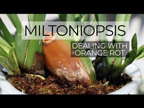 Dealing with Orange Rot + What to do After the Blooms Fade || Miltoniopsis Orchid Care