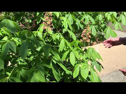 In the Garden with Dave: Horse Chestnut