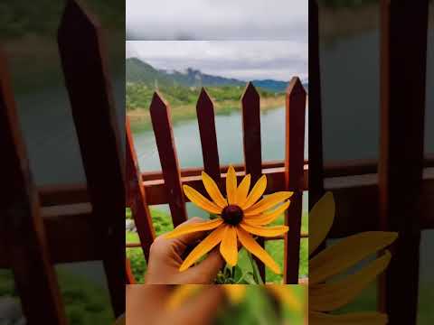 🌺phoolon par shabnam ki nami he #oldhindisongs  #romenticsong  #peaceofmind #flowers #lovespring