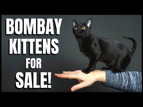 Bombay Kittens for Sale!