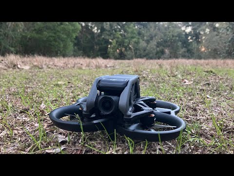 Flight Through The Dark Woods.. 🌳