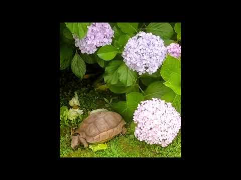 El apoyo de la -ESPERANZA-