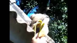preview picture of video 'Macaco comendo banana.wmv'