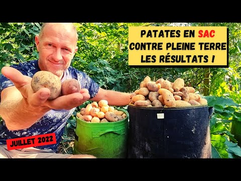 , title : 'Patates en sac ► Résultats de la plantation à la récolte (c'est pas foufou...)'