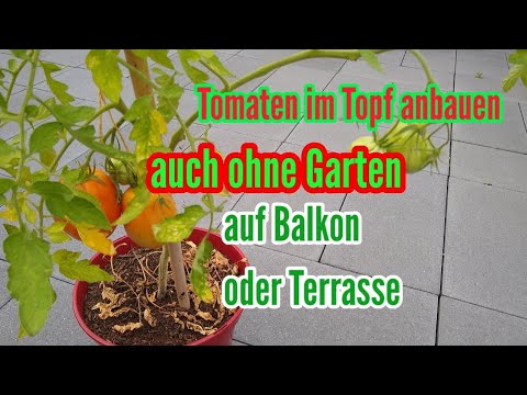 Growing tomatoes in pots 🍅 The complete development up to the tomato harvest Tomatoes balcony