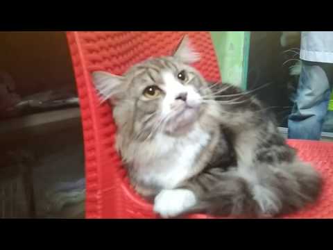 Living with maine coon cat @ Dr. Sagir's Pet Clinic 01912251312