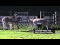 Somali Wild Ass Equus Africanus Somaliensis