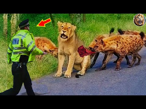 Animals That Asked People for Help & Kindness! #48 | D-Animal Grow Up