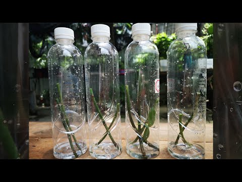 蘭花的繁殖方法