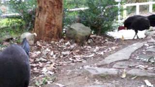 preview picture of video 'LCRTP Brush Turkeys near entrance.'