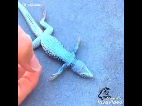 Kalp Masajıyla Hayata Dönen Kertenkele