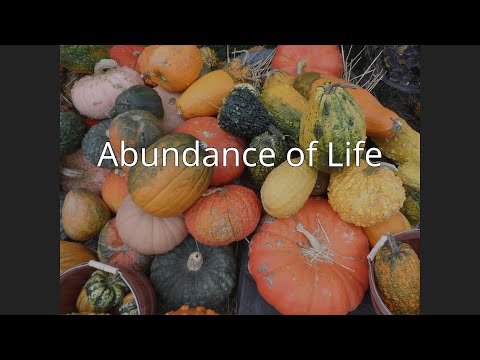 Abundance of Life