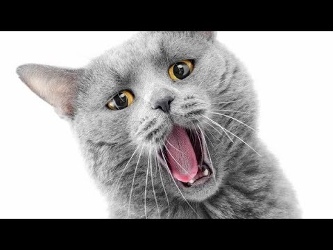 fuuny dogs video new video 2023🤣🤣|OR|Cats