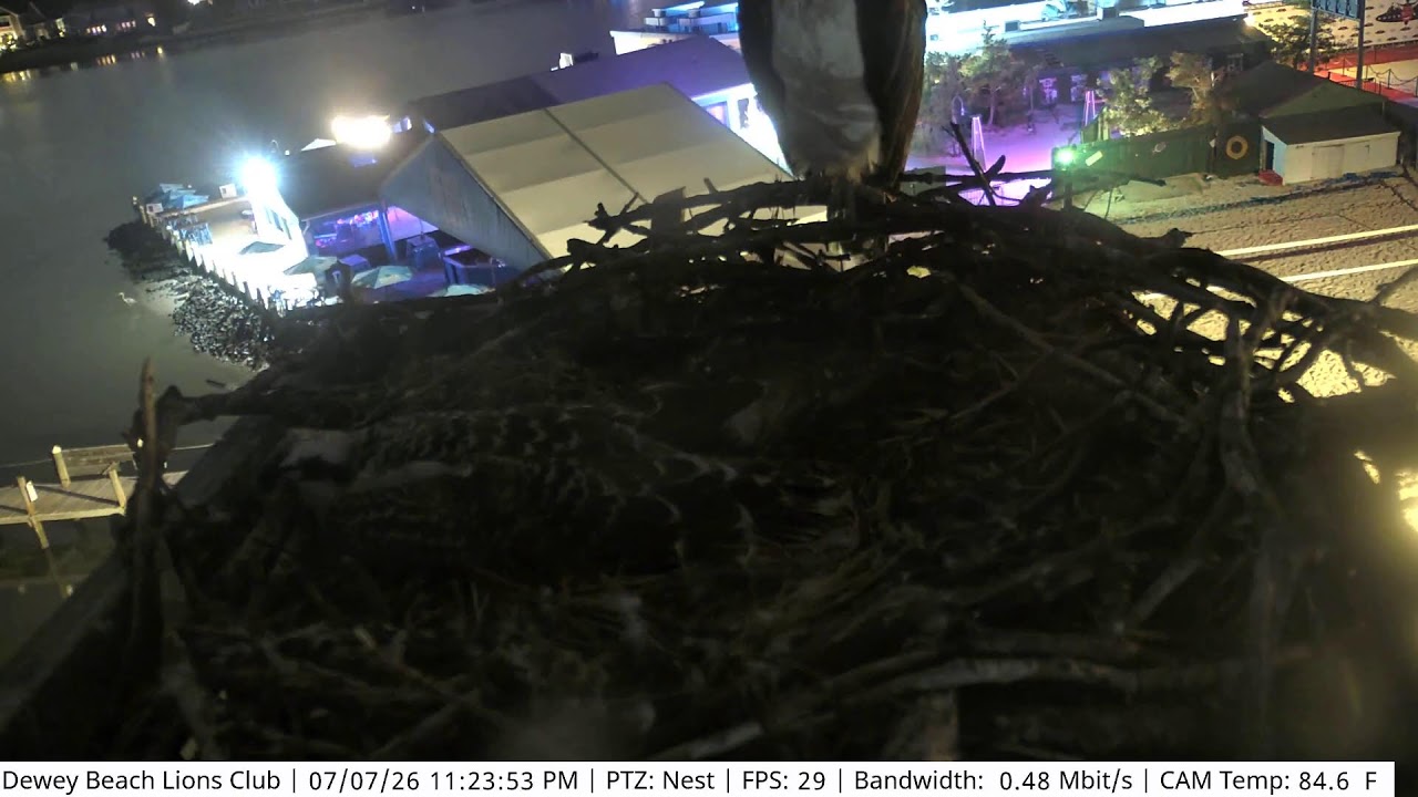 Live webcam view of Dewey Beach Osprey Nest Cam