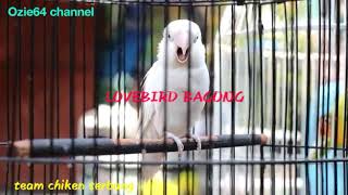 Download lagu NGERII..!!! Lovebird bagong konslet mangap mp3