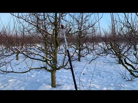 December 10 - beginning of plum pruning - 2022 season