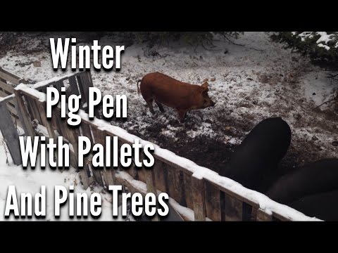 Winter Pig Pen with Pallets and Pine Trees