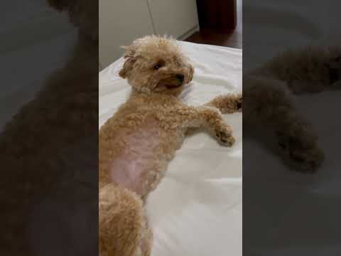 経営学科 眠いトイプードル14ヶ月 #toypoodle #トイプードル