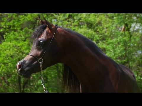Van Gogh AM - Arabian horse