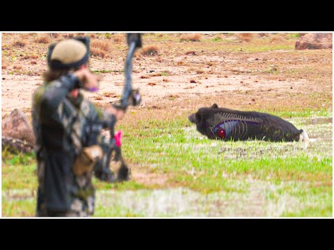 15 Bow Kills in 15 Minutes (X-Ray Shot Analysis)