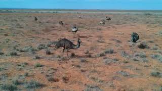 preview picture of video 'Chasing wild Emus with a drone near Wilcannia'