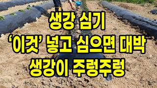 생강심기 '이것' 넣고 심으면 대박 생강이 주렁주렁