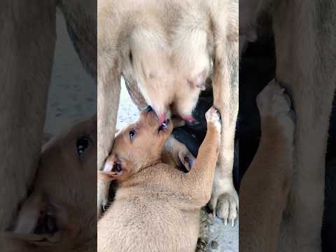 Cute puppy🐶😍 The mother dog is breastfeeding - Part 12 #puppy #dog #shorts