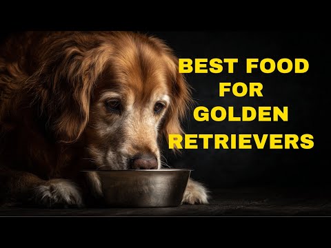 Best Dog Food for Adult Golden Retrievers (Complete Guide 2025)