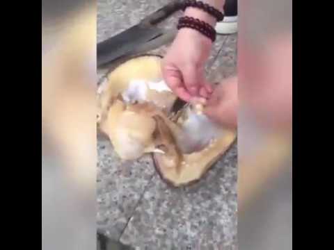 Palle di parassita di una pertica Erbe per trattamento di parassiti per bambini