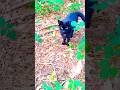 Little Mr Trouble Black Cat Slaps Gray Tabby Shorts