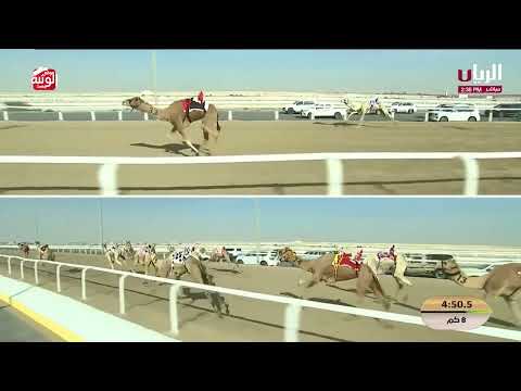  ش 8 (هملول) لـ منصور سعد بن قذله الأحبابي 12:38:11 ,مهرجان الأمير الوالد 2026/2/11 حول زمول الشحان