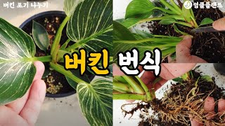 버킨 번식 쉽게 하기 