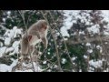 Nature Snow Monkeys
