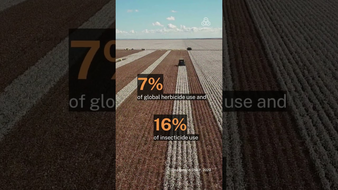 World Cotton Day 2025