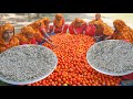 River Shrimp Mix Tomato Gravy Recipe - 60 KG Tomato & 6 KG Tiny Prawn Cooking for Villagers