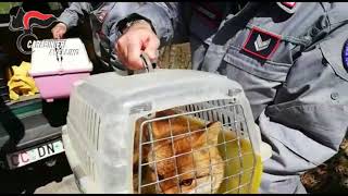 solofra-sequestro-area-liberate-volpi