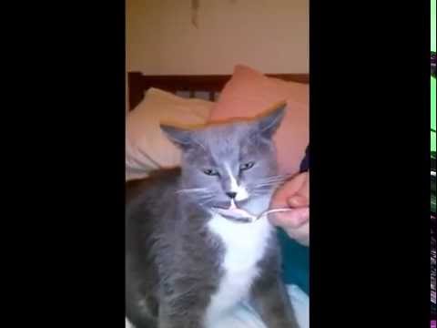 Gatos con el cerebro congelado