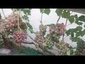 Виноградник Яремаки А.П. Созревание среднеранних  сортов  винограда