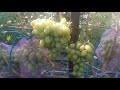 Виноградник Яремаки А.П. Созревание среднеранних  сортов  винограда